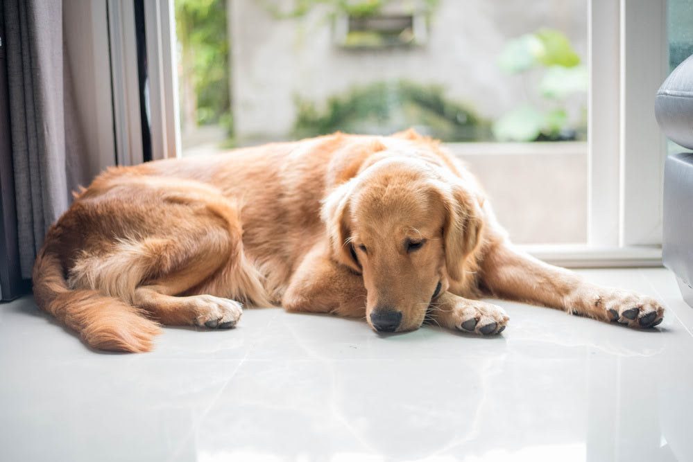Why Is My Dog Whimpering? Understanding and Solving Your Dog’s Whining Behaviour
