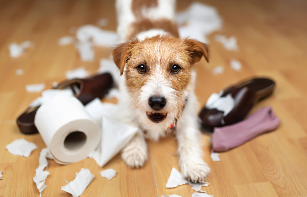 Naughty Puppy tearing up toilet paper