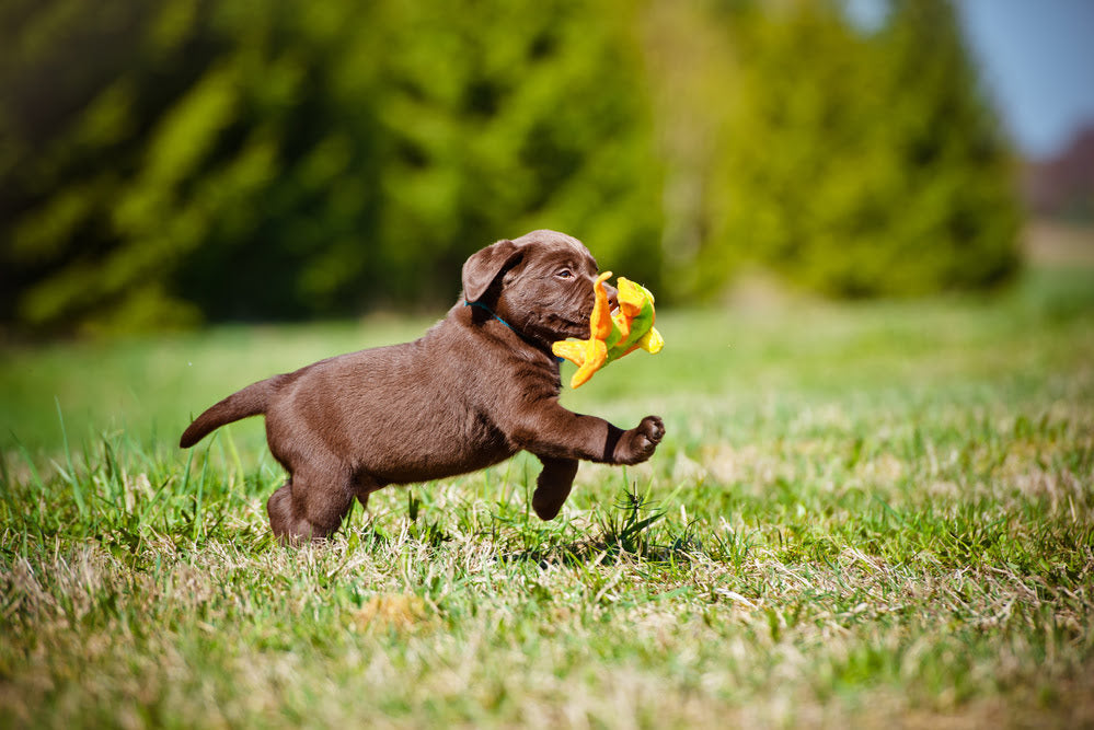 A young puppy playing in grass with a toy