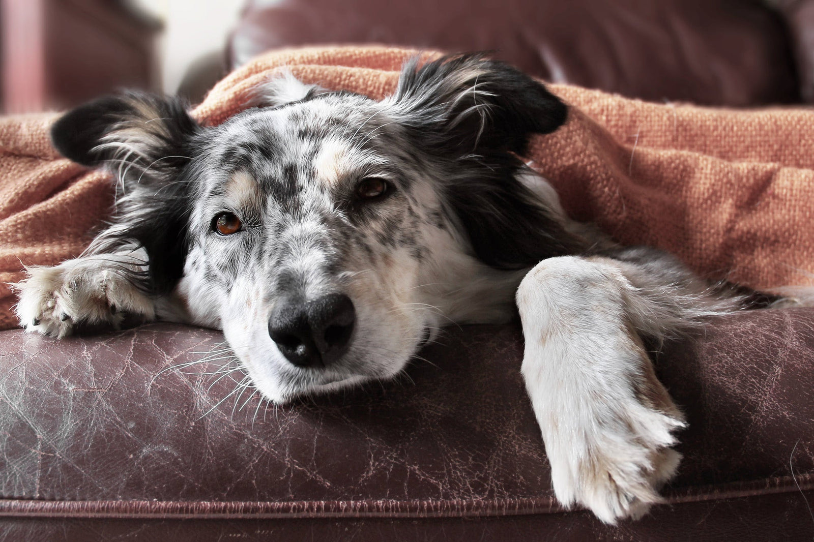 dog with upset stomach