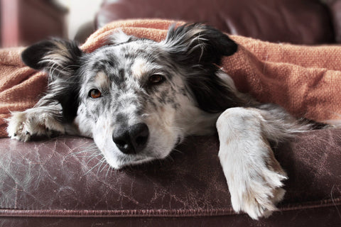 dog with upset stomach