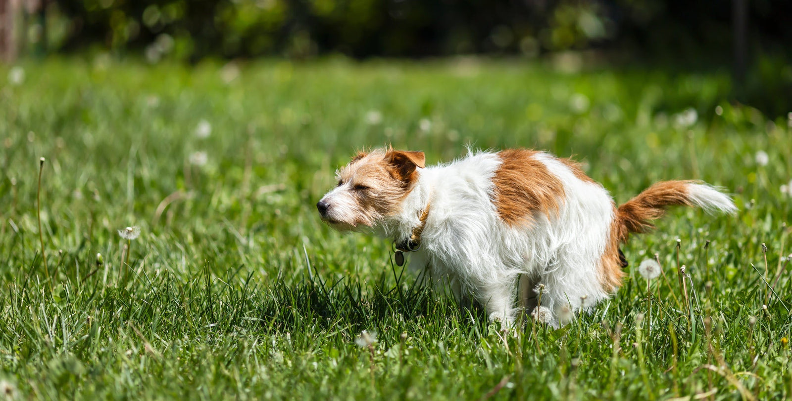 Puppy Diarrhoea