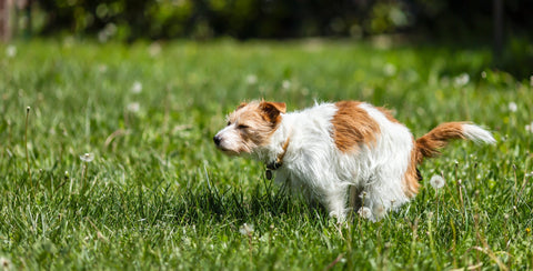 Puppy Diarrhoea