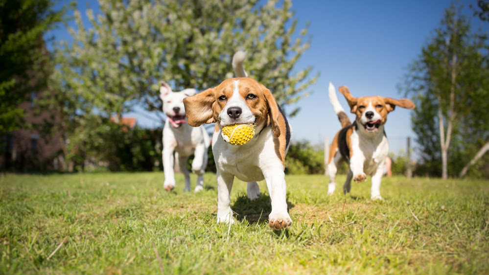 Three dogs playing with a ball in the park