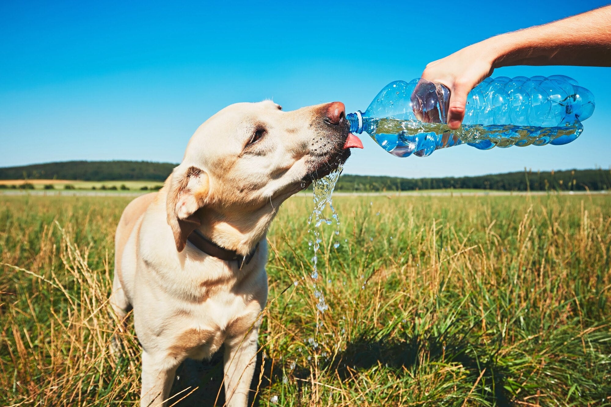 Gold retriever drinking water out of a water bottle
