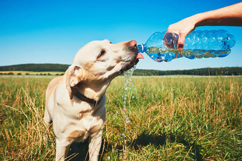 Gold retriever drinking water out of a water bottle