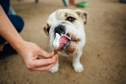 Dog eating icecream
