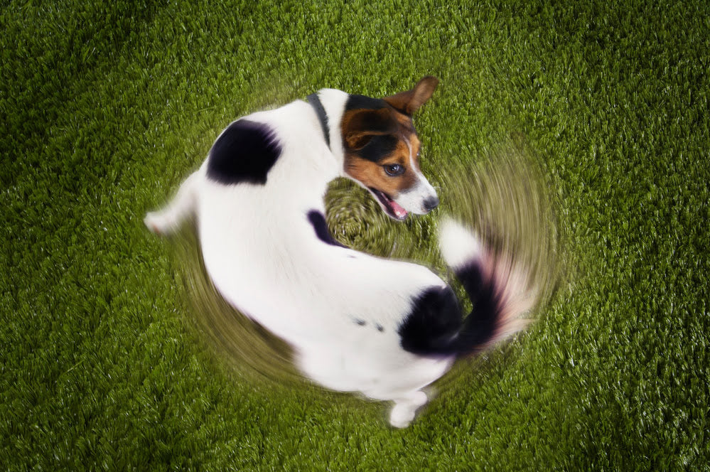 A Jack Russell Terrier spinning on the spot