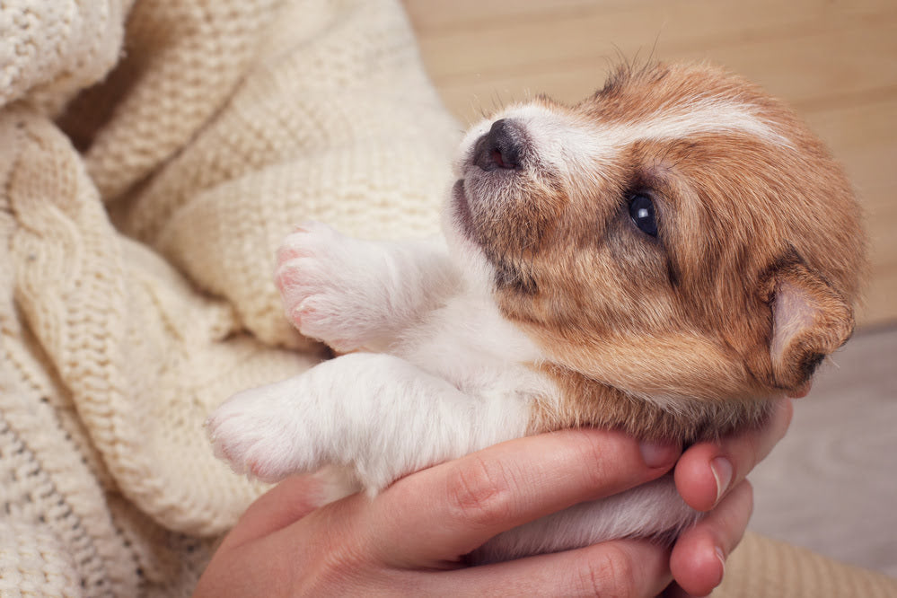 A Corgi Puppy wrapped in a woollen blanket