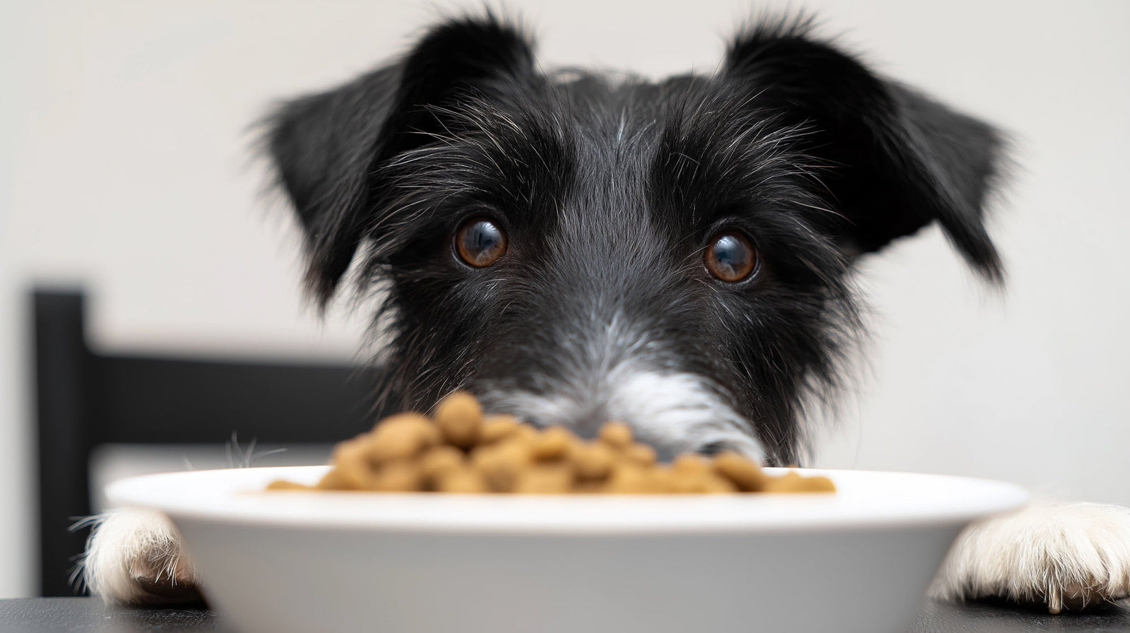 Best Dog Food for a Sensitive Stomach (UK Guide)