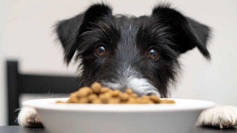 Best Dog Food for a Sensitive Stomach (UK Guide)