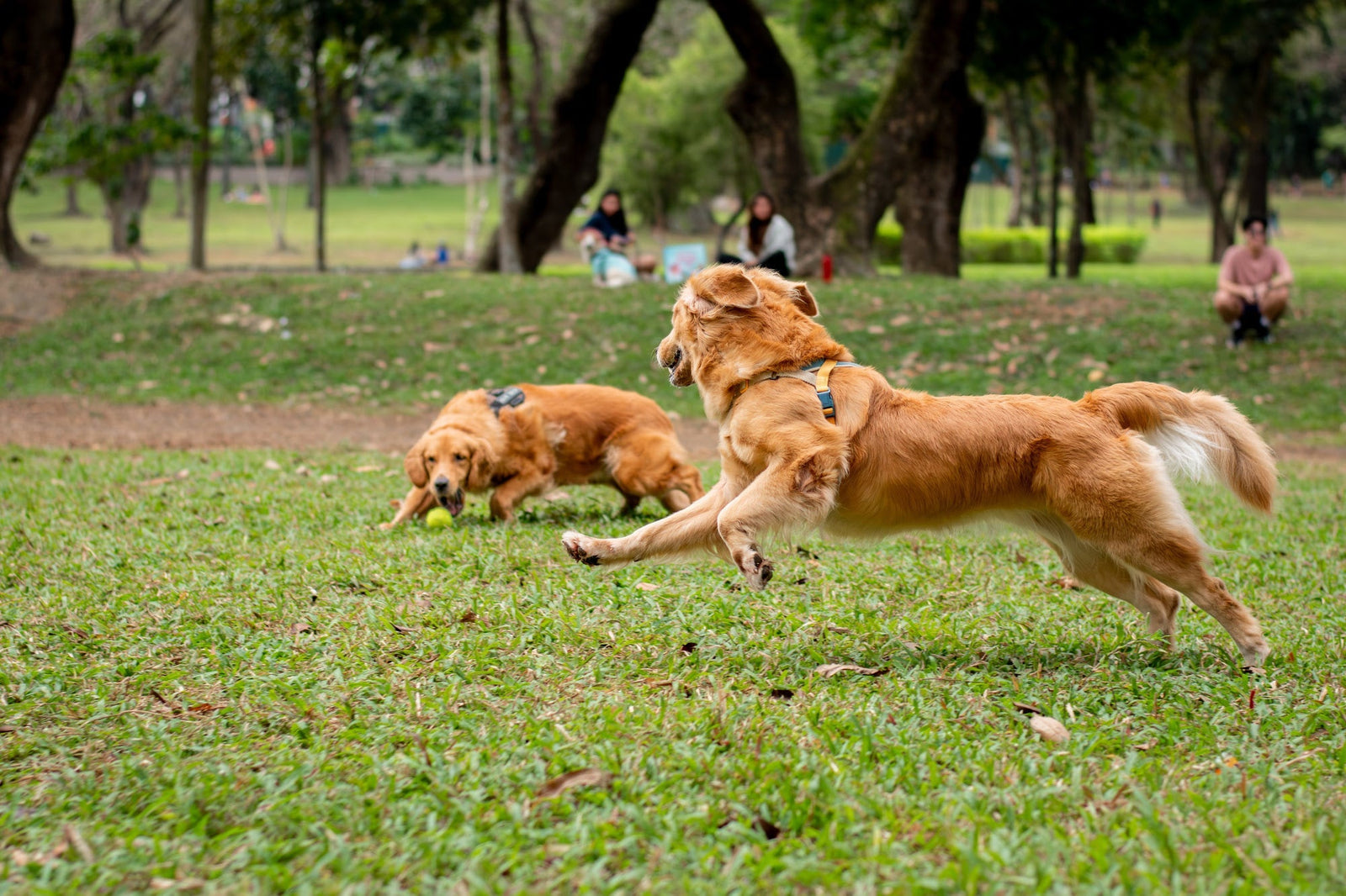 dog with zoomies