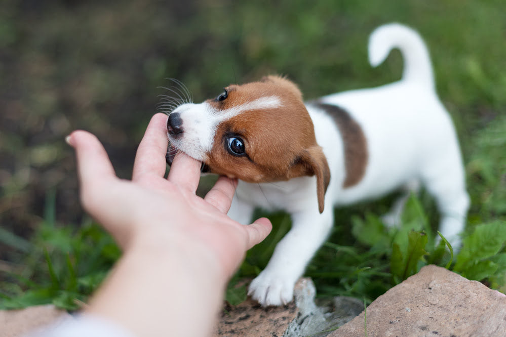 Jack Russell Terrier Puppy chewing on it's owner's hand during it's Teething Phase