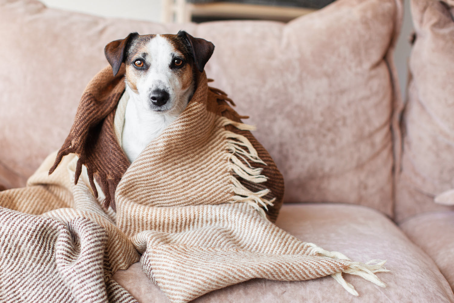 dog getting warm beneath a blanket