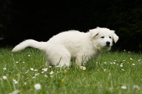 dog  diarrhoea 