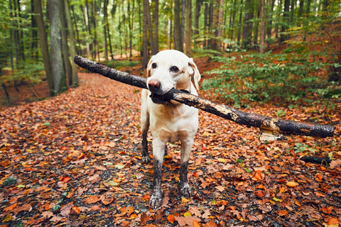 A muddy dog with a stick in an autumnal forest