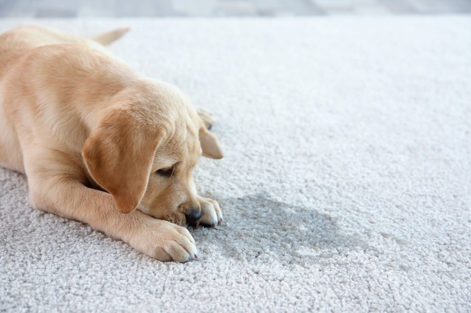 dog looking at mess