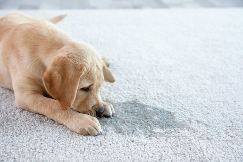 dog looking at mess
