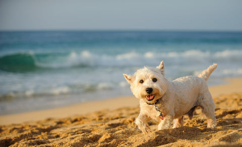 westie on the beach