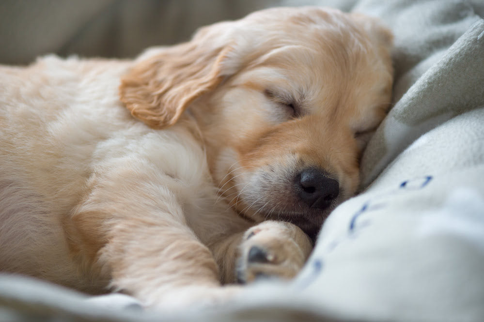 Gold Retriever puppy sleeping