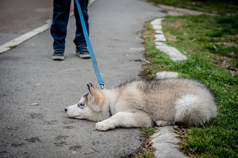 stubborn dog refusing to walk