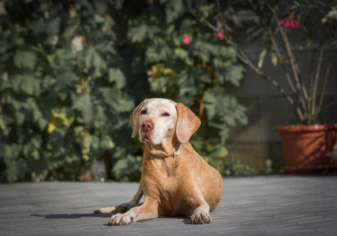 older dog