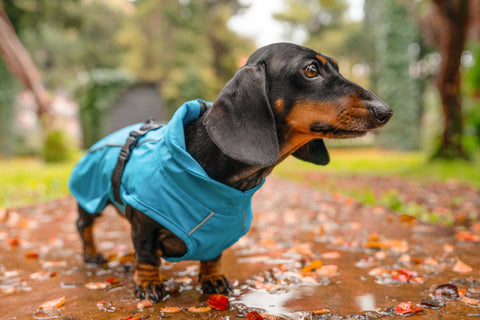 dog wearing a coat in autumn