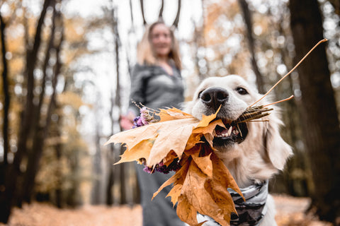Autumn Dog with leave in its mouth