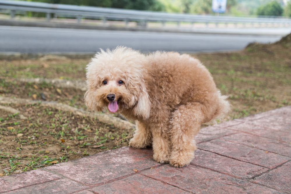 A small constipated poodle