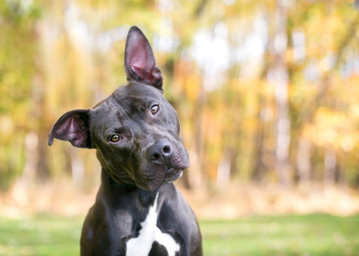 Dog Hearing it's Name