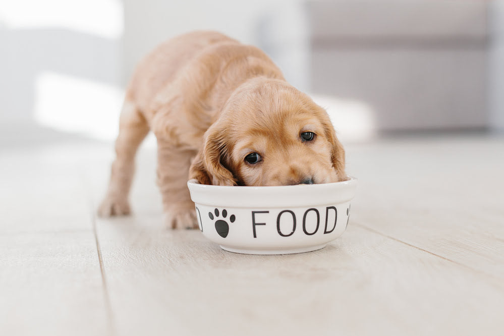 A Golden Retriever puppy eating food from a bowl