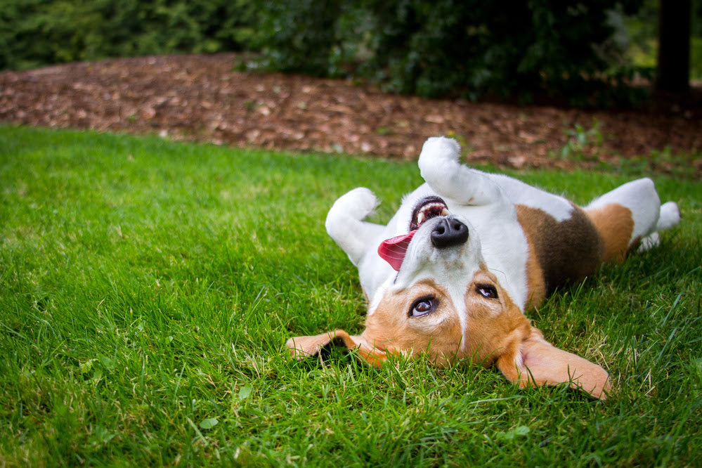 Beagle Puppy rolling in the grass