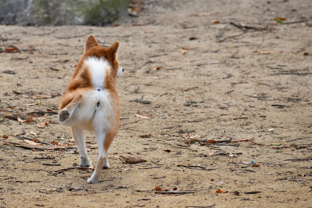 A Shiba Inu kicking it's back legs