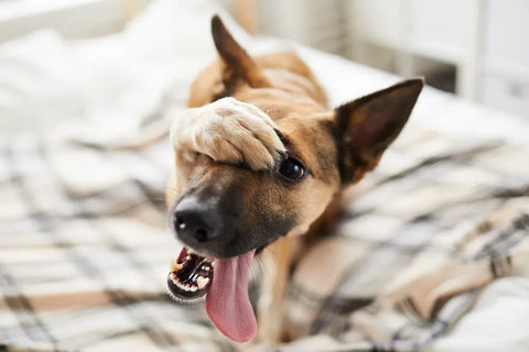 How often should my dog poop?