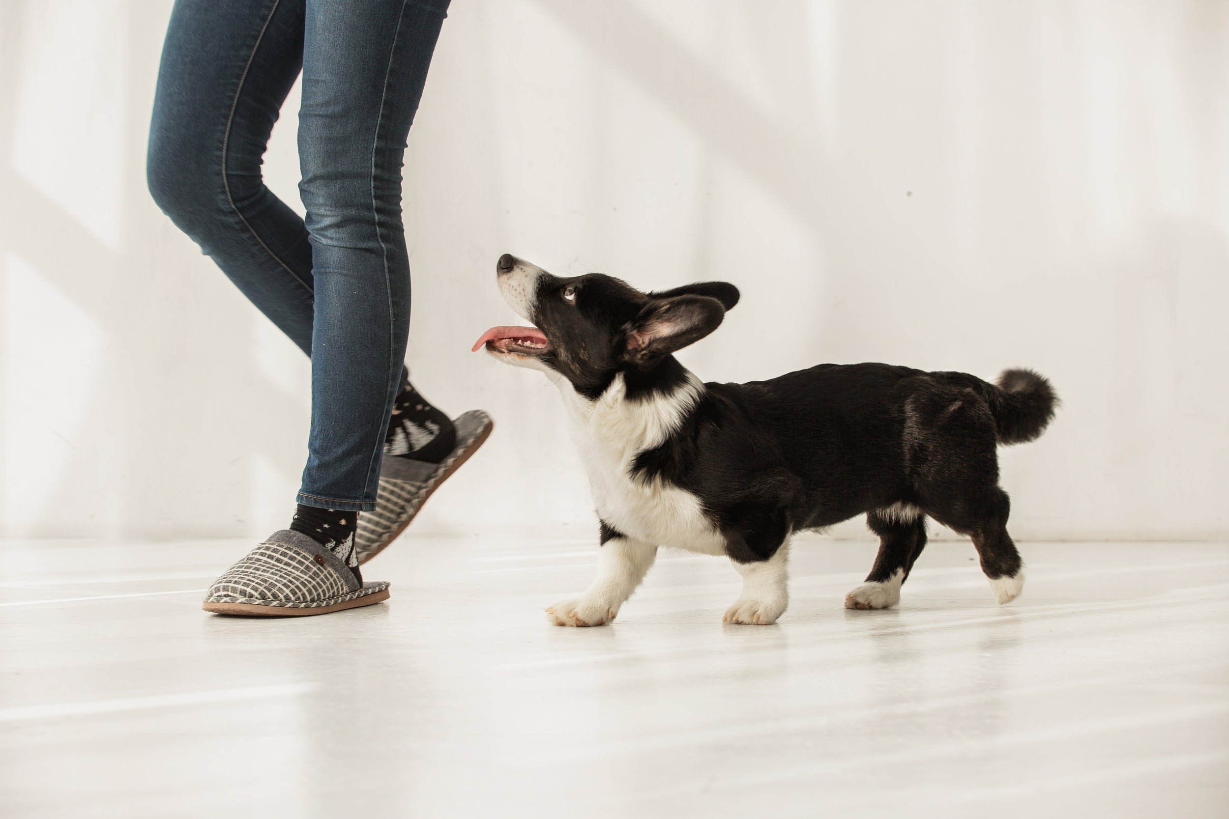 Dog following its owner