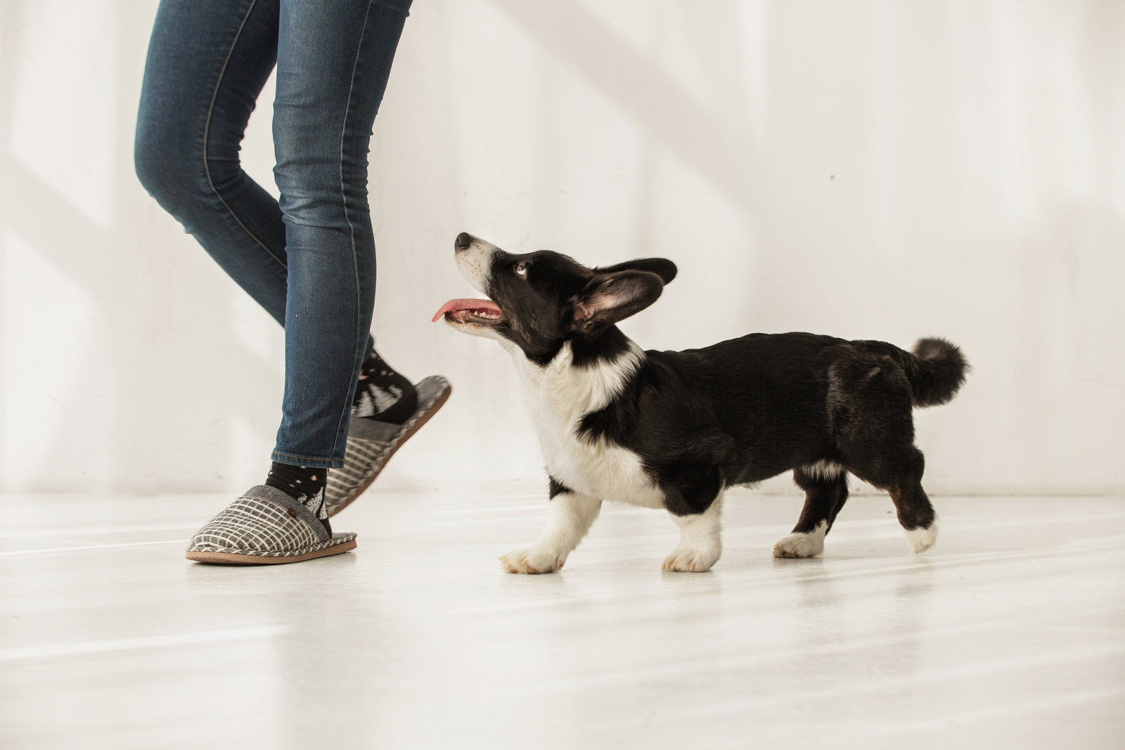 Dog following its owner