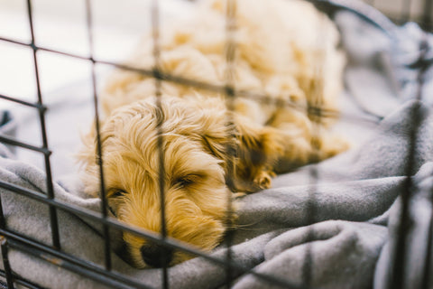 dog sleeping in its crate