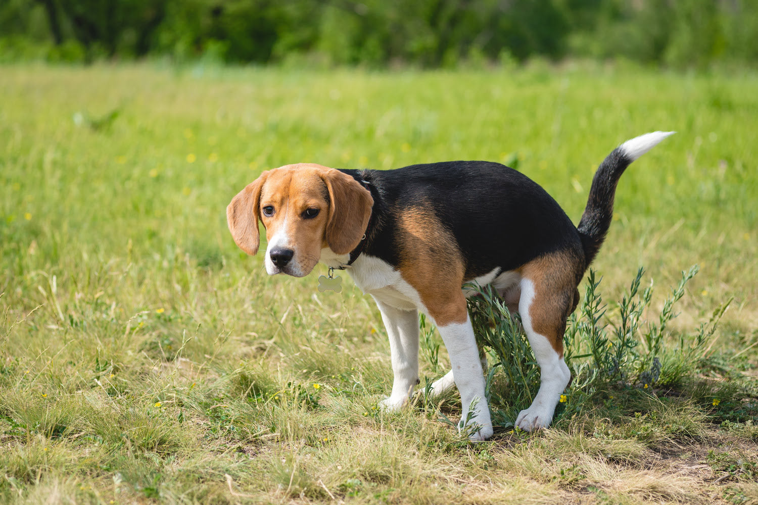 A dog pooping