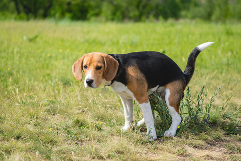 A dog pooping