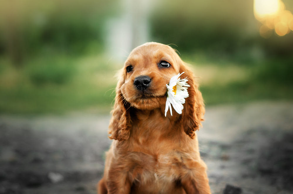 When Do Puppies Open Their Eyes? And Other Things To Expect During a Young Puppy's Development