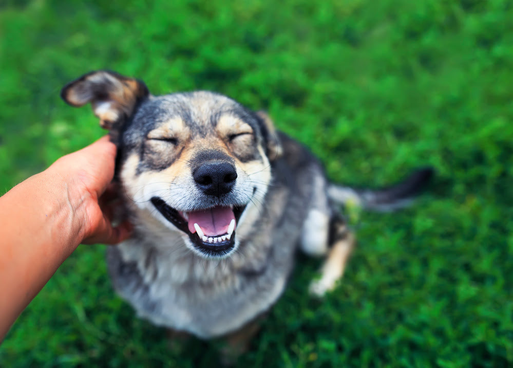 A dog looking very happy whilst being petted