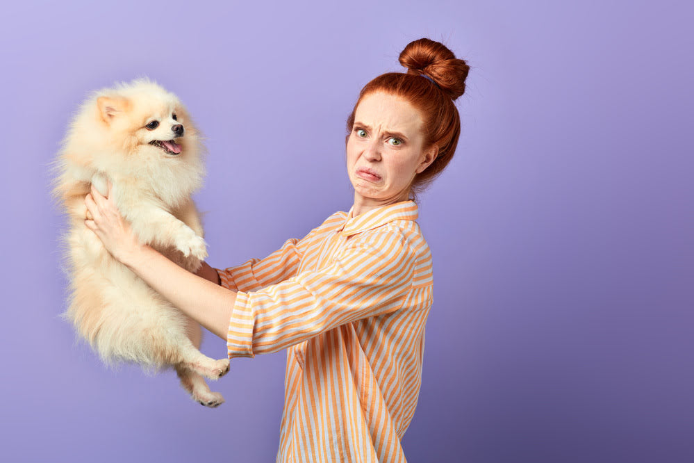 A woman holding a Pomeranian & grimacing due to the dog's smell