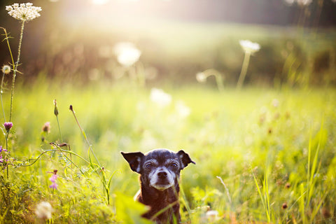 A senior dog in a grassy field 