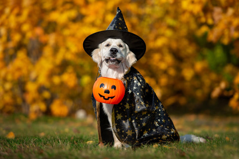 Halloween dog in a wizard costume