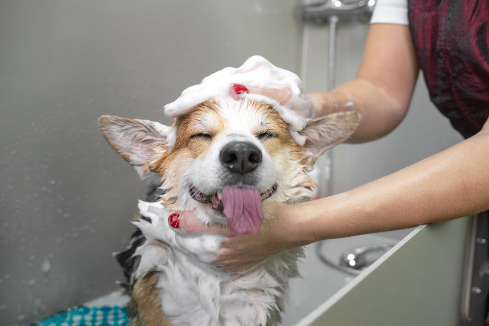 A corgi being bathed while it's tongue's sticking out