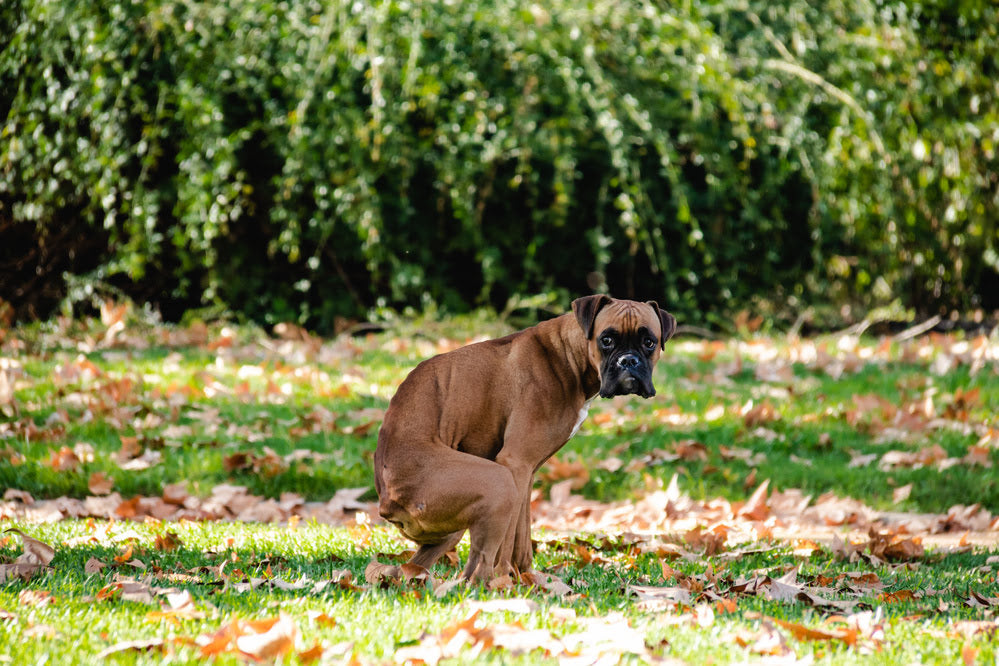 A boxer dog pooping outside