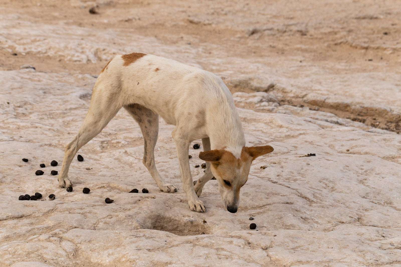 dog eating poop - Coprophagia 