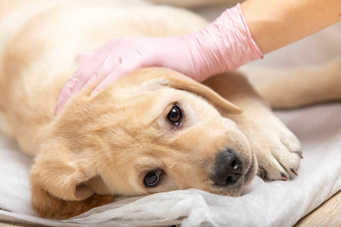 puppy with parvo