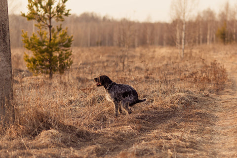 Dog Constipation: Signs, Causes and Treatment