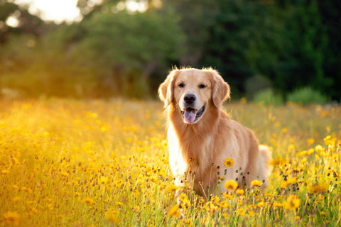 Golden Retriever in a springtime field